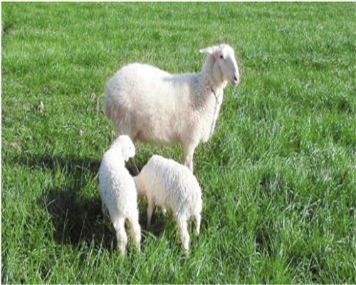 養(yǎng)殖牧場飼料無人值守稱重管理系統